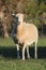 Dorper Sheep