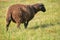 Dorper sheep, Gotland sheep and mixed breeds of both breeds grazing in a meadow in summer on a sunny day in Skaraborg Sweden