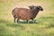 Dorper sheep, Gotland sheep and mixed breeds of both breeds grazing in a meadow in summer on a sunny day in Skaraborg Sweden