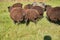 Dorper sheep, Gotland sheep and mixed breeds of both breeds grazing in a meadow in summer on a sunny day in Skaraborg Sweden