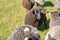 Dorper sheep, Gotland sheep and mixed breeds of both breeds grazing in a meadow in summer on a sunny day in Skaraborg Sweden