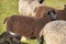 Dorper sheep, Gotland sheep and mixed breeds of both breeds grazing in a meadow in summer on a sunny day in Skaraborg Sweden