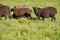 Dorper sheep, Gotland sheep and mixed breeds of both breeds grazing in a meadow in summer on a sunny day in Skaraborg Sweden