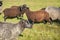 Dorper sheep, Gotland sheep and mixed breeds of both breeds grazing in a meadow in summer on a sunny day in Skaraborg Sweden