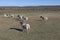 Dorper sheep on a Karoo farm