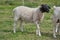 Dorper sheep lambs in a meadow on a farm in Skaraborg Sweden