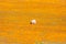 Dorper sheep in a sea of Orange daisies