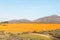 Dorper sheep in a sea of Orange daisies