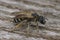 Dorsal close up on a female giant furrow bee, Halictus quadrincinctus, with orange triangulum parasite on her back