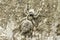 Dorsal close-up of female jumping spider, Menemerus bivitattus, Satara