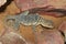 Dorsal closeup on a Baja blue rock lizard, Petrosaurus thalassinus, sitting between rock
