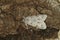 Dorsal closeup on the black and white colored miller owlet moth, Acronicta leporina