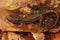 Dorsal closeup on a brassy colored juvenile Japanese Hokkaido salamander, Hynobius retardatus