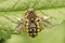 Dorsal closeup on the colorful yellow striped European woolcarder solitary, bee Anthidium manicatum