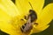 Dorsal closeup on a female furrow bee, Lasioglossum, collecting pollen from a buttercup flower