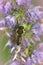 Dorsal closeup of a female Garden leafcutter bee, Megachile centuncularis a purple flower