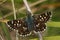 Dorsal closeup of the red-underwing skipper butterfly , Spialia sertorius in Gard, France