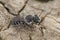 Dorsal closeup on the small black and white colored masonn bee, Osmia submicans on wood