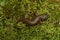 Dorsal closeup on a sub-adult of the endangered limestone salamander, Hydromantes brunus