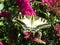 Dorsal closeup view on yellow black striped butterfly Papilio rutulus on purple bush flower  Buddleja davidii in german garden