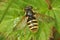 Dorsal closeup on a Yellow-barred Peat Hover Fly, Sericomyia silentis