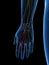 The Dorsal Digital Branches Radial Nerve