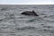 Dorsal fin of a humpback whale