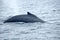 Dorsal fin of a humpback whale