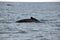 Dorsal fin of a humpback whale