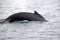 Dorsal fin of a humpback whale