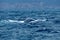 Dorsal fin of a humpback whale