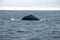 Dorsal fin of a humpback whale in Machalilla National Park