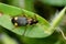 Dorsal of Ground beetle, Chlaenius bonelli, Satara