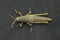 Dorsal of Juvenile Aak grasshopper, Poekilocerus pictus