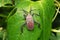 Dorsal of Leaf footed bugs, Acanthocephala terminalis, Satara