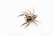 Dorsal of Male Jumping spider, Plexippus paykulli, Satara,