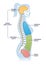 Dorsal and other body cavities cross section, outline illustration diagram