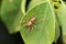 Dorsal of sac spider, Clubiona subtilis, Satara, Maharashtr