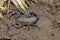 Dorsal side of Black scorpion - Hottentotta vinchu, new species