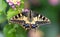 Dorsal side Close-up of a butterfly swallowtail (Papilio machaon)