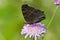 Dorsal side of peacock butterfly. Czech Republic