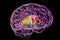 Dorsal striatum highlighted in human brain, 3D illustration
