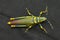 Dorsal view of adult Aak grasshopper, Poekilocerus pictus