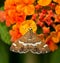 Dorsal view of a beautiful brown and white striped Hawaiian Beet Webworm