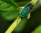 Dorsal view of a beautiful metallic green and blue Cuckoo Wasp