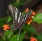 Dorsal view of a beautiful Zebra Swallowtail butterfly