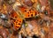 Dorsal view of a bright orange Eastern Comma butterfly