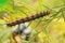 Dorsal view of a Common Buckeye butterfly caterpillar on its host plant