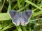 Dorsal view of Gray Hairstreak butterfly with its wings open