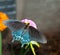 Dorsal view of a Green Swallowtail